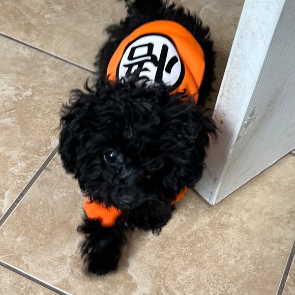 Teflar Women Uggs Loafers with Sherling!!!! - Picture 6 of 10